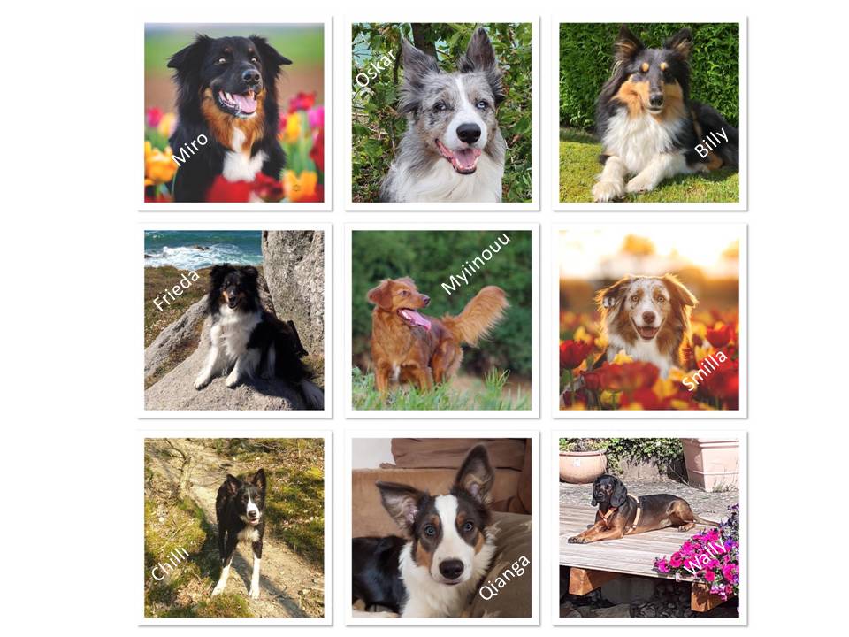 200830 BH Hunde Namen
