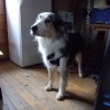 20131021_1291356527_k-hundeplatz_052
