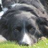 Begleithundeprüfung 08.04.2017