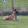 Begleithundeprüfung 08.04.2017