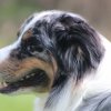 Begleithundeprüfung 08.04.2017