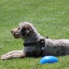 170610_Sommerfest