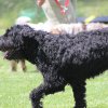 170610_Sommerfest