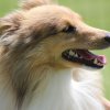 170610_Sommerfest