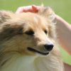 170610_Sommerfest